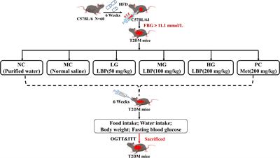 Hypoglycemic Effects of Lycium barbarum Polysaccharide in Type 2 Diabetes Mellitus Mice via Modulating Gut Microbiota